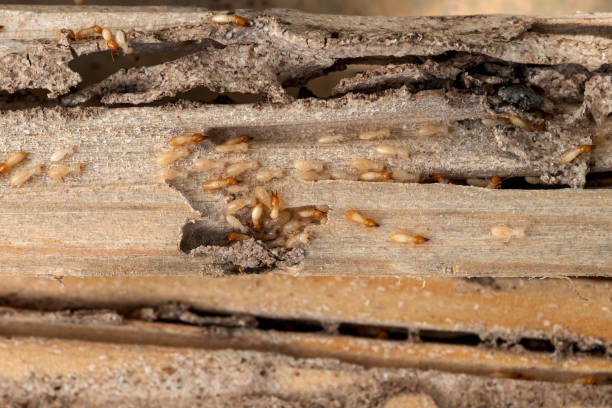 Best Wildlife Control Services  in Fort Washington, MD
